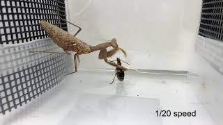 Praying mantis attacks bombardier beetle gets bombed [upl. by Jose]