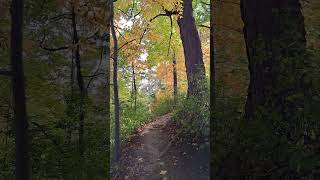 Hiking Trail with Beech and Maple Trees hikingtrail fallcolors torontolife [upl. by Nnayecats536]