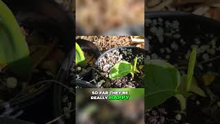 Checking in on Horseradish and Potato Plants in the Garden backyardgardening [upl. by Roht]