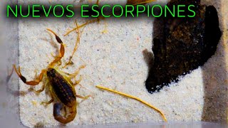 TITYUS STIGMURUS Y HOTTENTOTTA HOTTENTOTTA  NUEVOS ESCORPIONES DE IMPORTANCIA MÉDICA [upl. by Danczyk290]