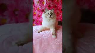 Cute Neva Masquerade Kitty Caren [upl. by Adnawal]