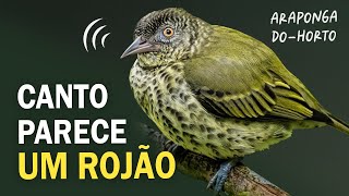 CANTO INTRIGANTE da ARAPONGADOHORTO e outras aves da Mata Atlântica  Passarinhando na floresta [upl. by Bowman123]