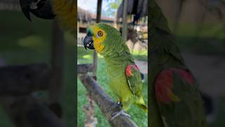 PAPAGAIOVERDADEIRO NIKA FALANDO “cadê papai “ kkkk “bom dia parrot papagaio [upl. by Hudson]