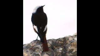 Lovely Guldenstadt’s Redstart M  2 [upl. by Nya]