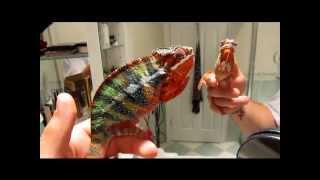 Panther chameleon changing colors [upl. by Haswell]