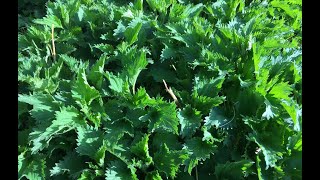 Stinging Nettle  Uses and Benefits [upl. by Adnoryt]