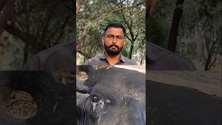 Pashuo Ki Ankho Me Gid Ya Pani Aana Bhupender93 cow farming viralshorts followers [upl. by Jauch821]