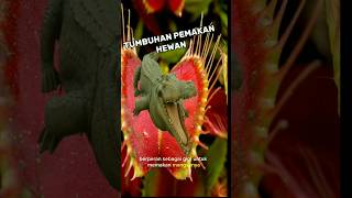 Inilah Tumbuhan Pemakan Karnivora Di Sebut Juga Venus Flytrap Pemakan Serangga shorts [upl. by Bundy752]