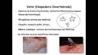 Leishmanioses  Aspectos clínicos imunológicos e laboratoriais [upl. by Geibel331]