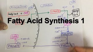 Fatty Acid SynthesisPart 1 [upl. by Acemaj]