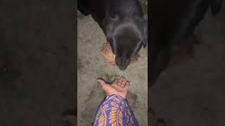 Jimy AJ coconut chalaro🤭 song music dogdoglover labrador dogshorts bollywood [upl. by Candyce]