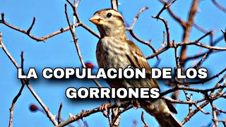 LA COPULACIÓN DE LOS GORRIONES EXPLICADO BIEN POR MI ELMUSA09BLOGS [upl. by Eizeerb]