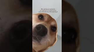 College Humor  Shiba Inu Dog Meme  College Student Day in the Life  Discussion funny short dog [upl. by Osrick]