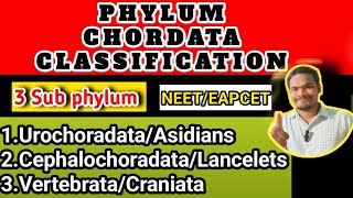 Phylum chordata classificationphylum chordata class 11 by Sagar zoology [upl. by Mord]