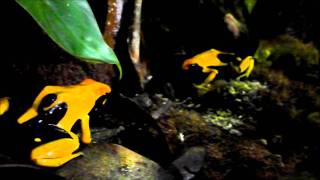 A couple of Dendrobates tinctorius Matecho eating [upl. by Francene]