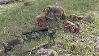 7mm Remington Magnum 100 grain Sierra Varminters vs Rock Chucks  Rock Chuck Hunting [upl. by Alleacim42]