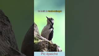 pics oiseaux woodpecker animaux foryou [upl. by Bethina]