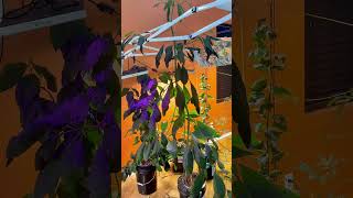 Stringing up indoor hydroponic plants [upl. by Nirtiac]