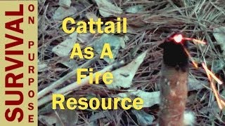 Cattails  Natural Fire Resources [upl. by Yticilef]