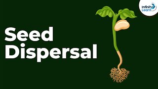 Seed Dispersal  Reproduction in Plants  Dont Memorise [upl. by Eidnarb]