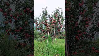 kashmir 🍎🍎🍎apple treegardenorchidshorts [upl. by Eilahtan]