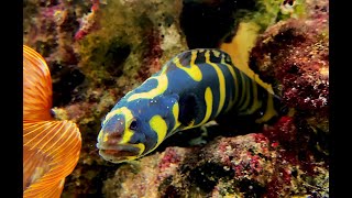 コンビクトブレニー Convict blenny Pholidichthys leucotaenia [upl. by Yager850]