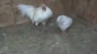 RARE WHITE HATCH gamefowl aka Avalanche Hatch as bred by K amp J farm [upl. by Atinaujnas]