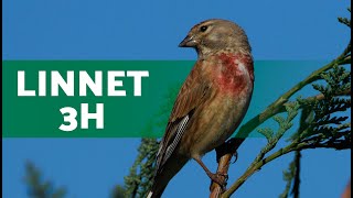 Song of the LINNET  Linnet Singing 3 HOURS [upl. by Avot51]