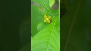 Ludwigia hyssopifolia Onagraceae familynature forestflowertrending gardenforestswildflowers [upl. by Agle]