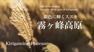 『霧ヶ峰高原』 銀色に輝く霧ヶ峰高原のススキ！ The silvershining Japanese silver grass of Kirigamine [upl. by Atiuqram]