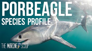 PORBEAGLE SHARK  Shark Profile 1 [upl. by Dranreb]