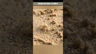 Sea worm eating sand shorts worms [upl. by Pettiford22]