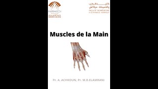 ANATOMIE FMPM MYOLOGIE DE LA MAIN [upl. by Allisirp]