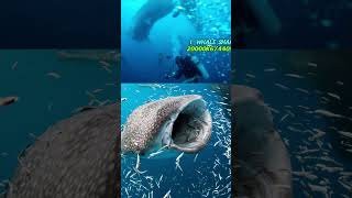 Whale Shark  The Largest Shark in the World [upl. by Marmaduke]