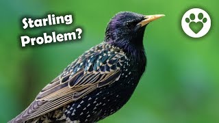 How To Discourage Starlings and other Bully Birds [upl. by Lathrope]