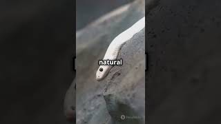 Tennessees Rat Snakes Natures Stealthy Climbers naturelovers facts birdconservation [upl. by Lana]