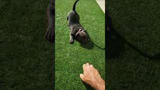 Blue staffy puppy barking and biting [upl. by Nessie427]