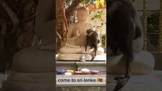 Monkey 🐒 sri lanka 🇱🇰 [upl. by Ojahtnamas]