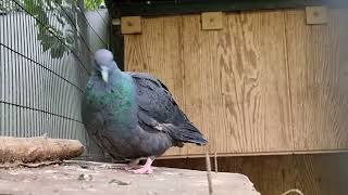 Japanese wood pigeon [upl. by Bartolome]