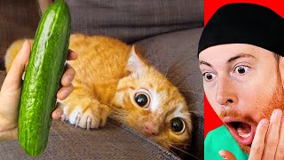 Cats Reacting to Cucumbers Montage [upl. by Kacerek170]