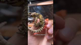 Les 5 lézards les plus cools du monde 🦎🤩 [upl. by Reeva]