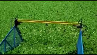 Mechanical removal of water lettuce Pistia stratiotes [upl. by Bonner]