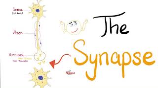 The Synapse  Neuro  Biology [upl. by Mya]