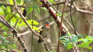 野鴝年輕公鳥或老成母鳥 鳴叫 20121120 Siberian Rubythroat sounding [upl. by Yramanna]