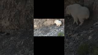 Mtn GOAT down 2 quick shots Killshot hunting huntingvideo [upl. by Rozamond111]