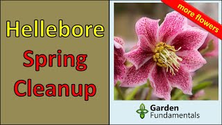 Hellebores  How to Cleanup in Spring for Best Flowers [upl. by Anselmi]