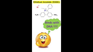 shorts Ethidium bromide EthBr as DNA intercalating agents by Dr Tanmoy Biswas [upl. by Kcirrek837]