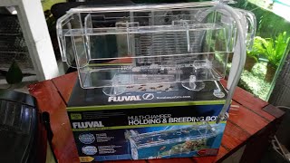 FLUVAL Multi Chamber HoldingBreeding Box Unboxing Review [upl. by Kopaz]