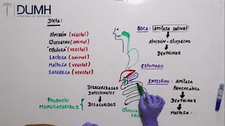 BIOQUÍMICA  Metabolismo de Carbohidratos digestión [upl. by Ainek]