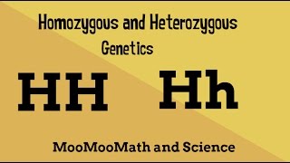 Homozygous vs Heterozygous Genotype [upl. by Lyndsey]